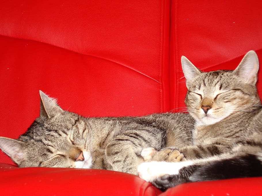 Cats, Pets, Kittens, Tomcat, domestic cat, little kitty, futrzak HD wallpaper