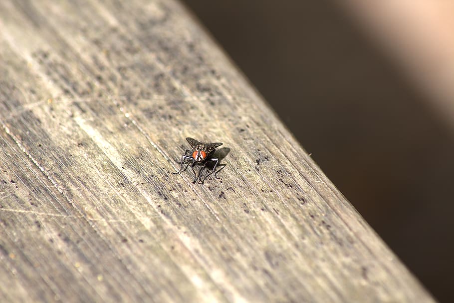 fly, insect, close up, invertebrate, animal themes, animal wildlife HD wallpaper