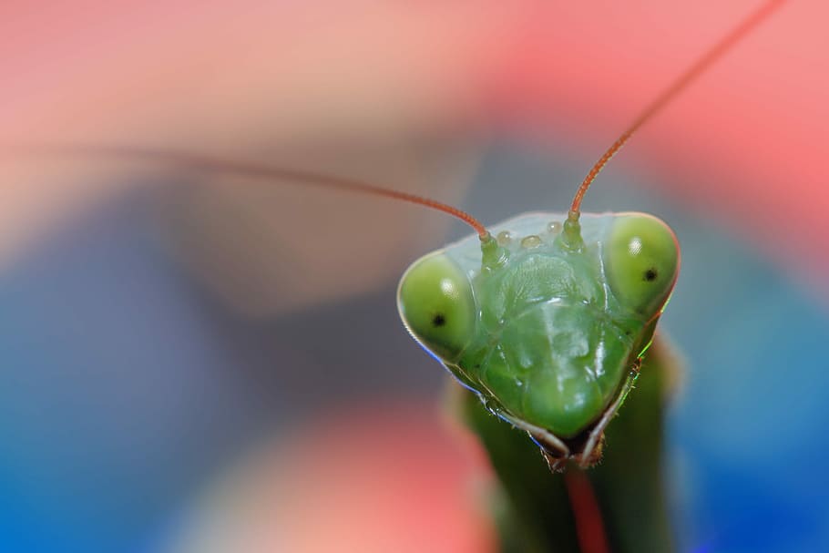 grasshopper face, shallow focus photography of green insect, bokeh HD wallpaper