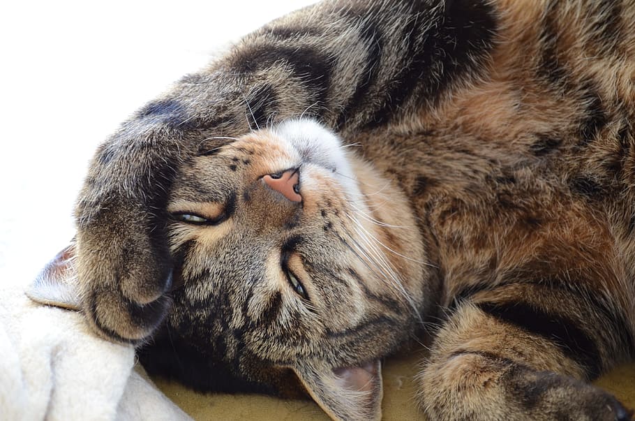 cat, sleeps, tomcat, kitten, rest, domestic cat, a normal cat HD wallpaper
