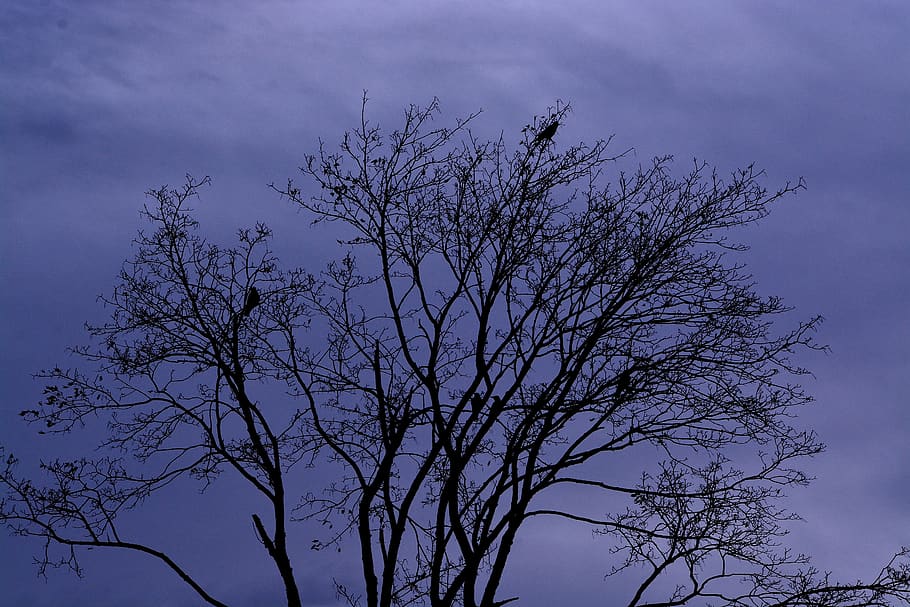 tree, crown, sky, nature, silhouette, plant, cloud - sky, branch HD wallpaper