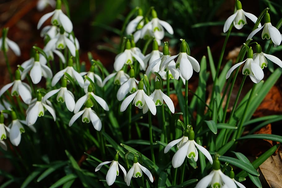Snowdrop, Blossom, Bloom, Spring, Flower, spring flower, plant HD wallpaper