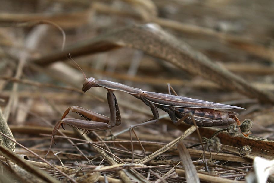 mantis, religious, field, insect, predator, brown, close-up HD wallpaper