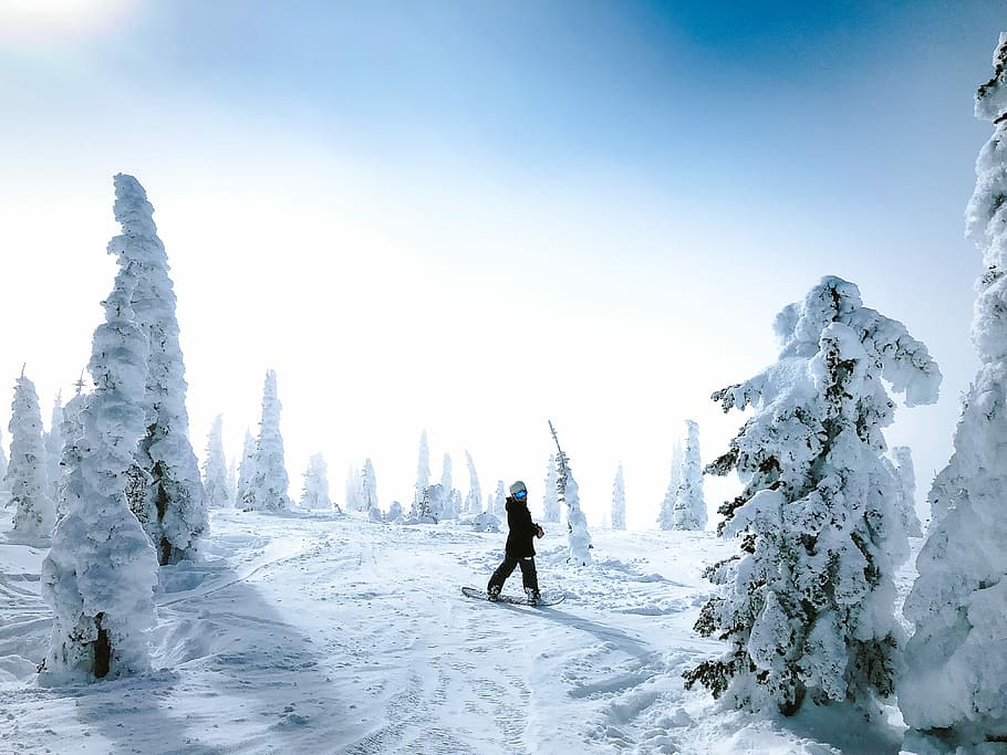 man walking on snow, person walking on snow field with trees HD wallpaper