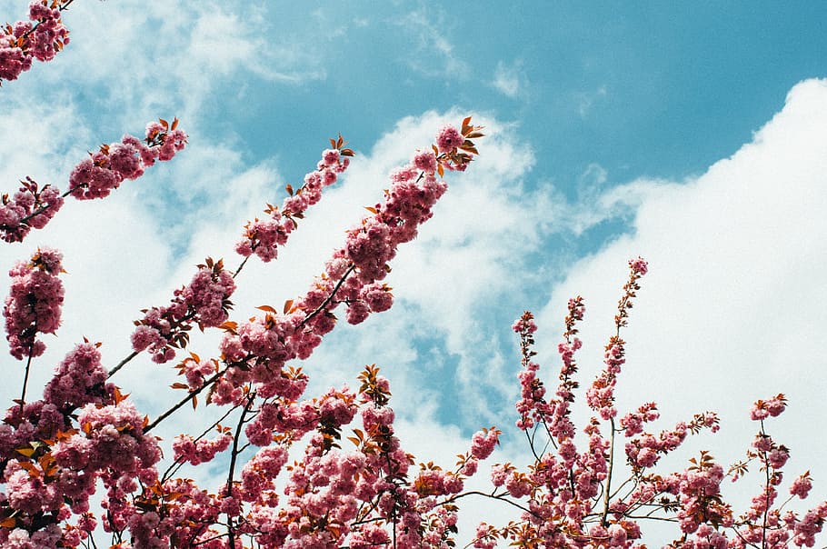 pink petaled flowers, blossom, sky, spring, warm, clouds, plant HD wallpaper