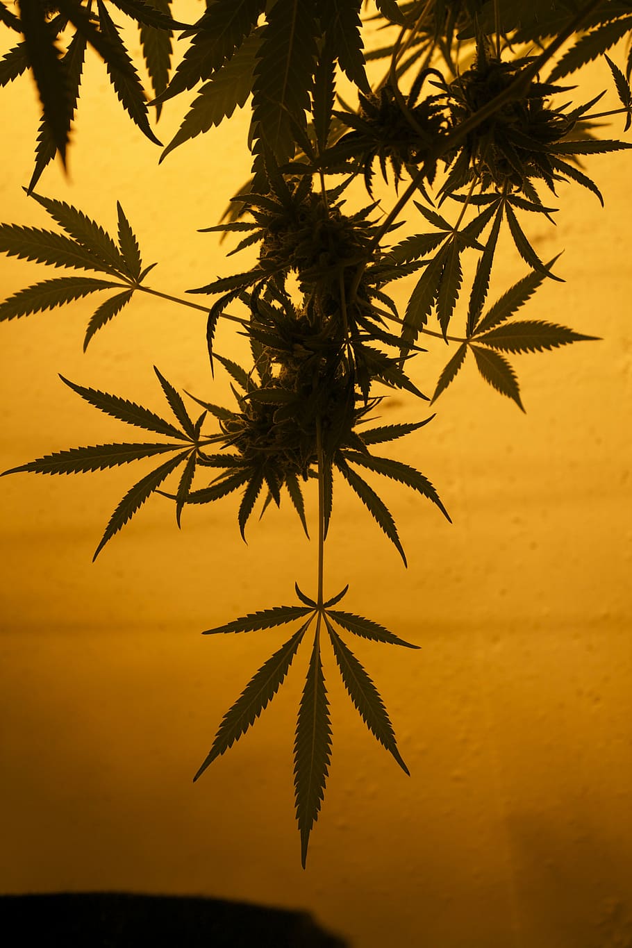 cannabis plant closeup photography, mmj, maryjane, marijuana, HD wallpaper