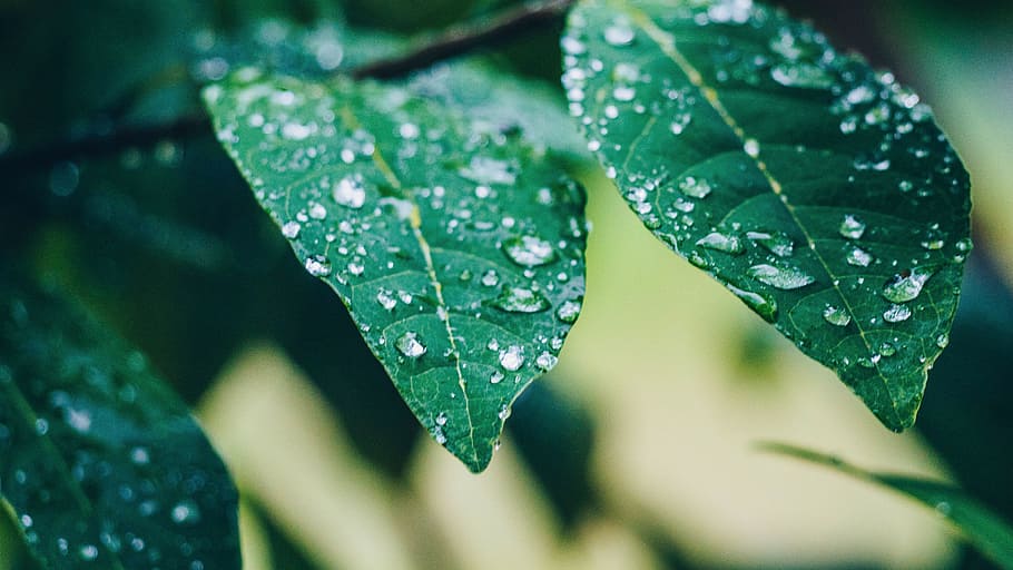 wet, rocks, river, nature, green, leaf, plant part, drop, water HD wallpaper
