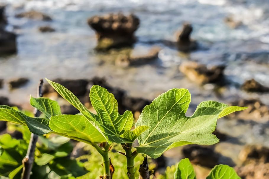 fig tree, leaf, nature, green, mediterranean, cyprus, focus on foreground HD wallpaper