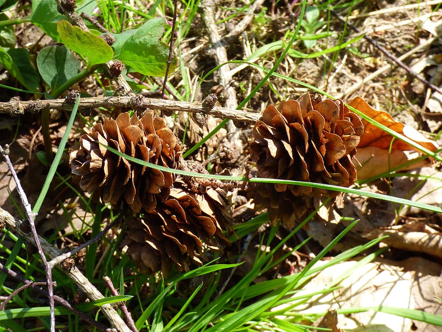 cones, spring, nature, twig, plant, land, close-up, day, leaf HD wallpaper