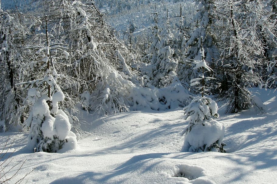 forest, winter, snow, mountains, landscape, nature, scenery HD wallpaper