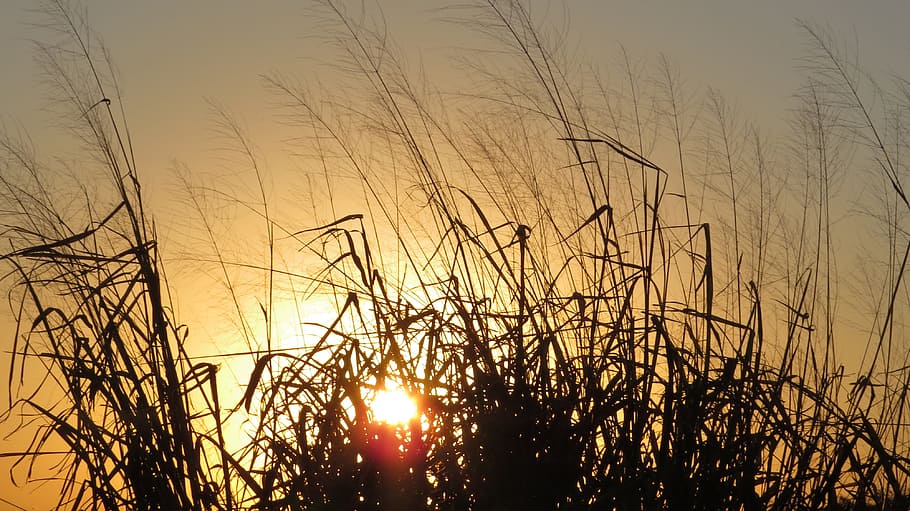 corn, sol, harvest, crop, landscapes, sky, plant, sunset, beauty in nature HD wallpaper