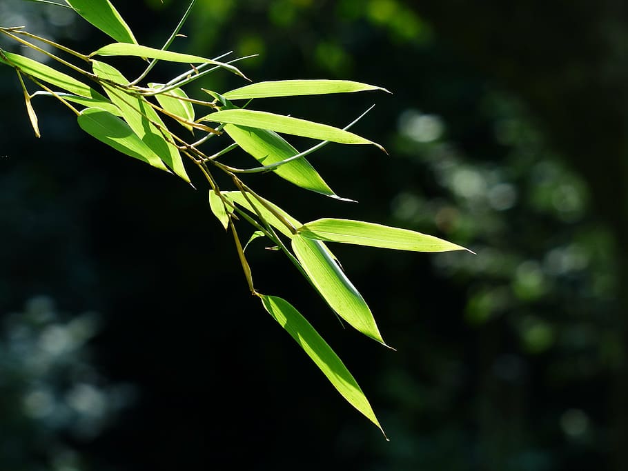 Bamboo 1080P, 2K, 4K, 5K HD wallpapers free download