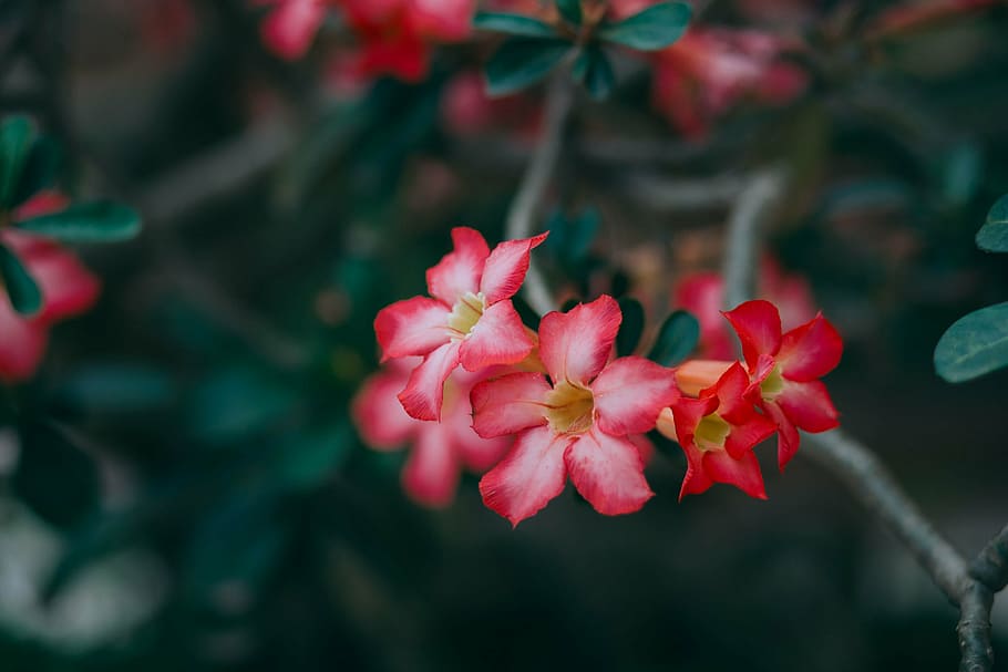 close-up photography of pink petaled flower, red, bloom, green HD wallpaper