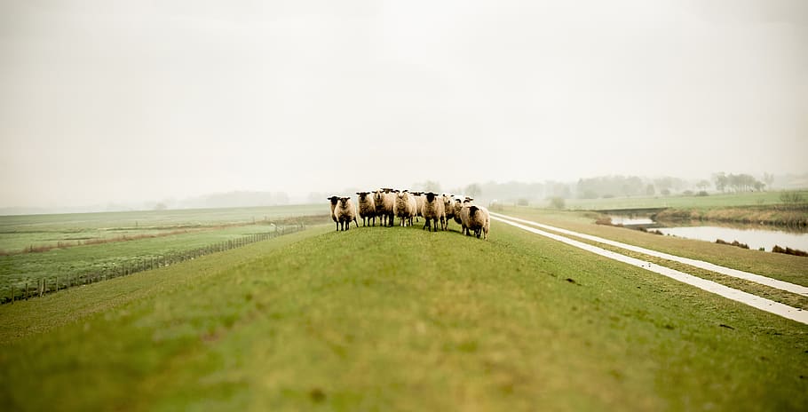 nature, grass, animals, herd, animal themes, mammal, group of animals HD wallpaper