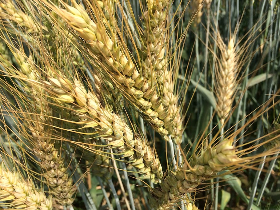 wheat grain, fresh, natural, cereal plant, crop, agriculture HD wallpaper
