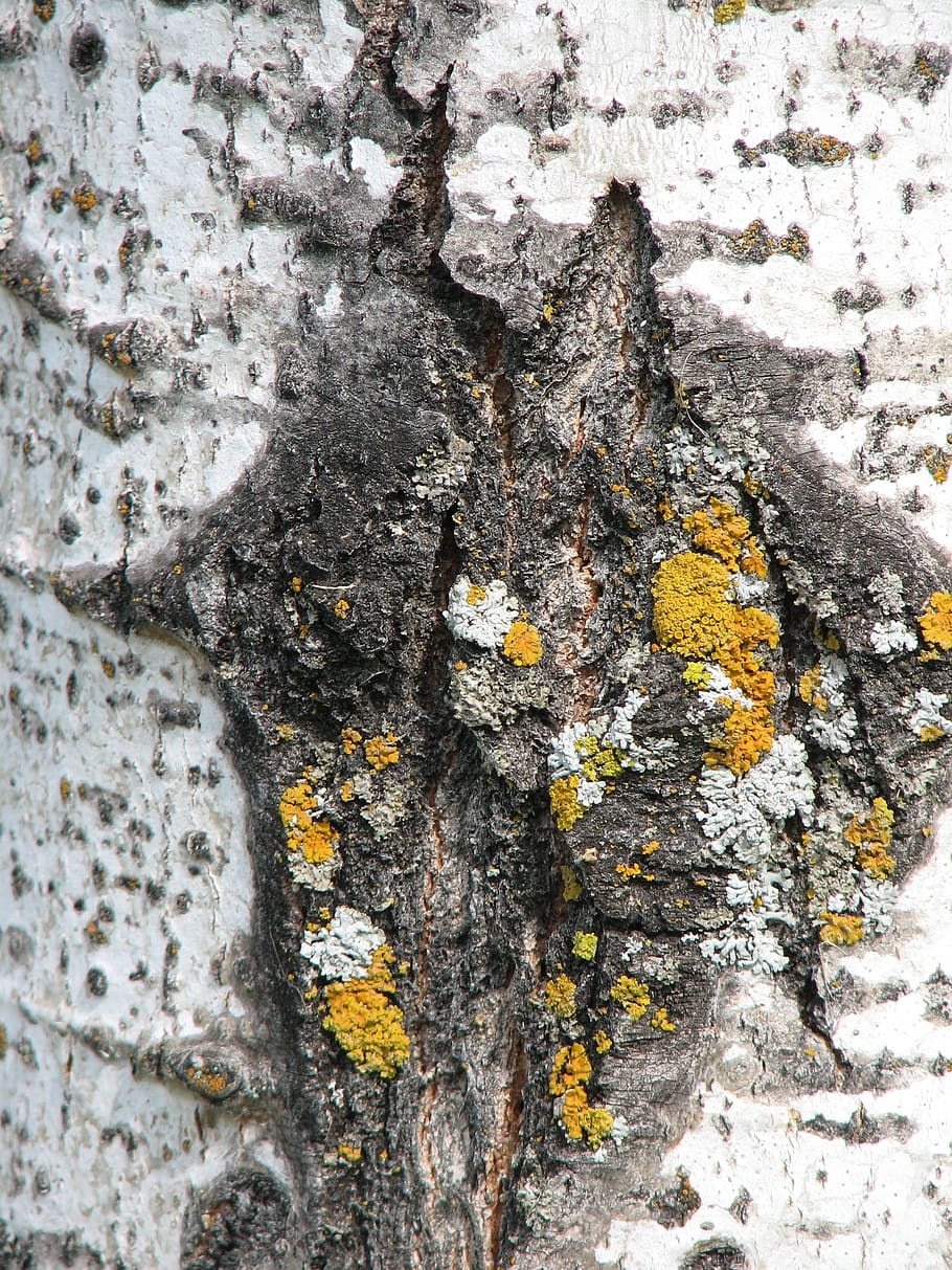 tree, bark, moss, texture, background, grunge, art, textured HD wallpaper
