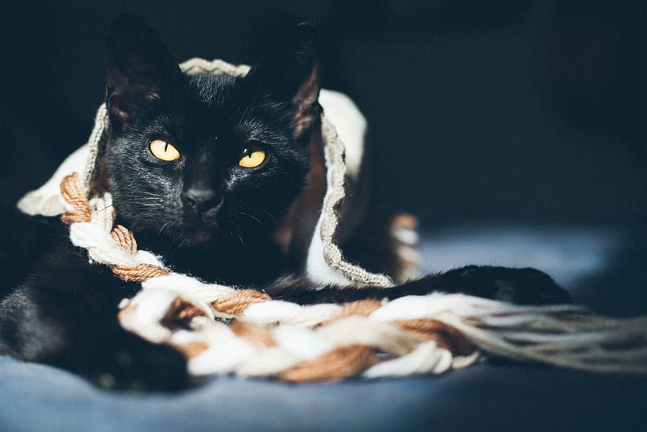 closeup photo of black cat covered with cloth, Feline, Animal