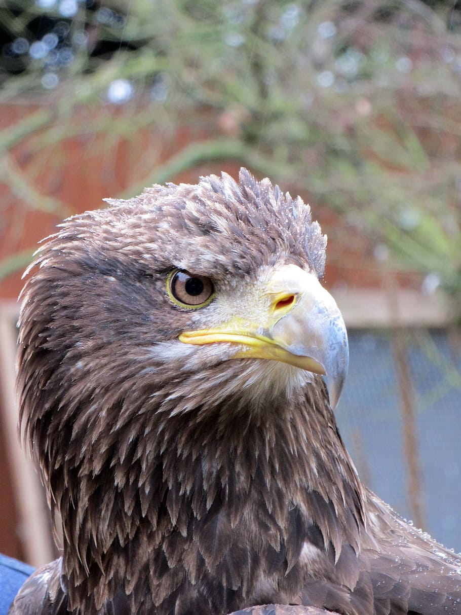Eagle, Head, Bird, eagle head, head of eagle, american, animal HD wallpaper