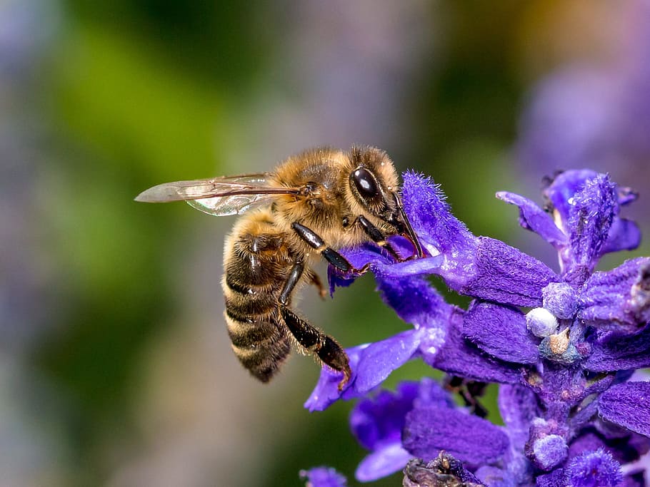 close-up photo of honey bee perched on purple flower, insect HD wallpaper