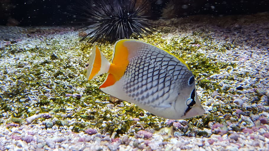 Fish, Aquarium, Exotic, Monaco, Reefs, sea, underwater, nature HD wallpaper