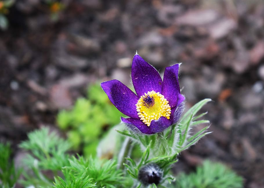 Violet, Flower, Skalnik, Spring, Nature, garden, macro, flowers HD wallpaper