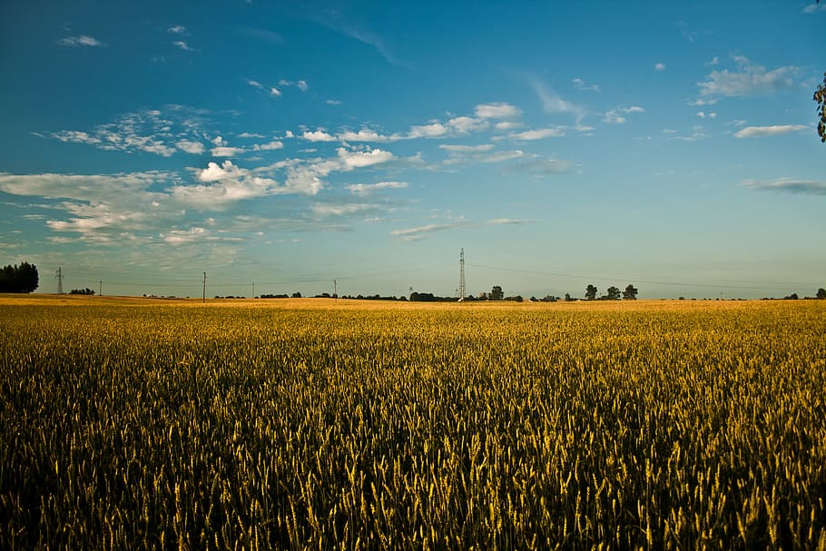 Big field of grain, blue, clouds, corn, landscape, sky, summer HD wallpaper