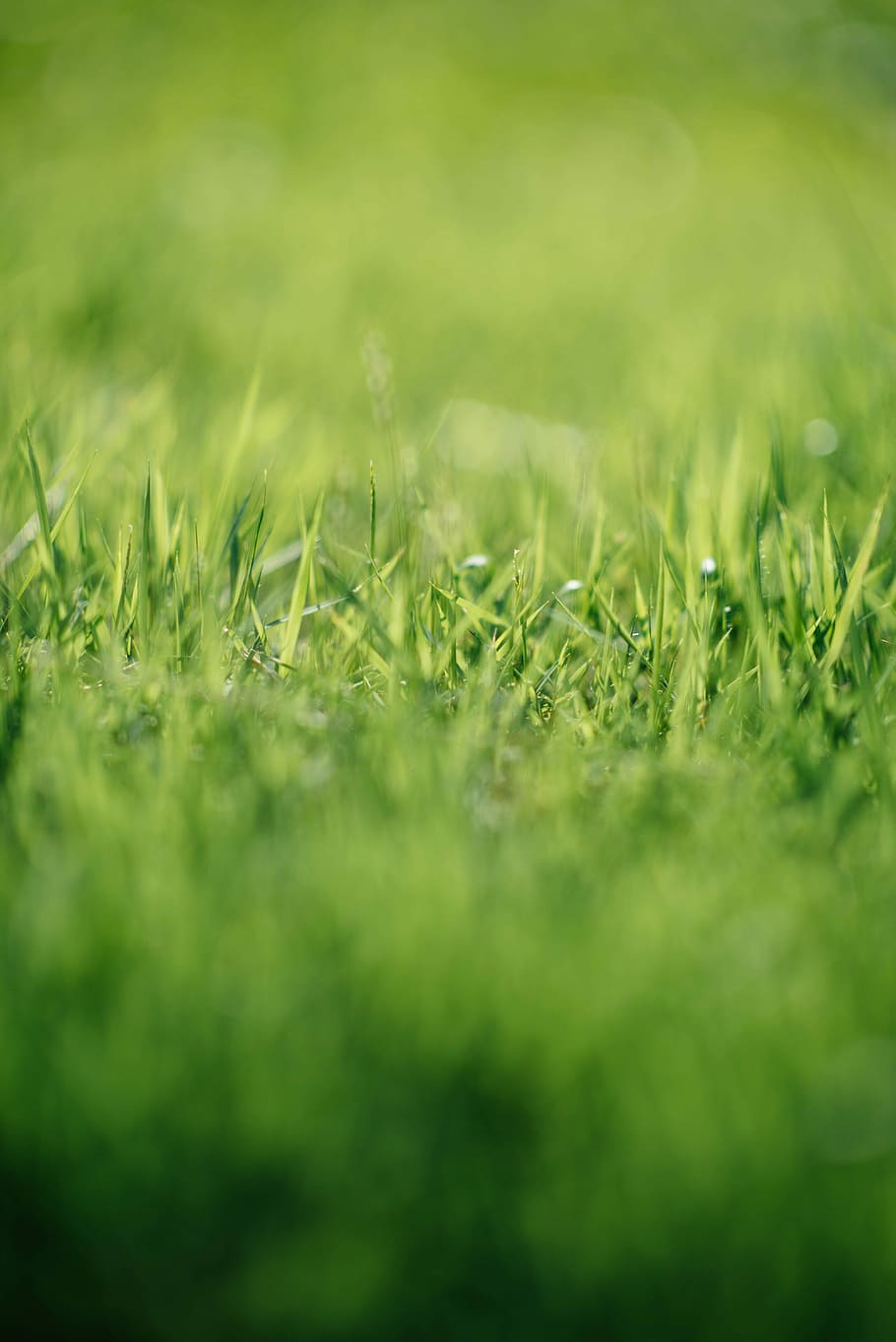 green grass closeup photographr, tilt photography of green grass HD wallpaper