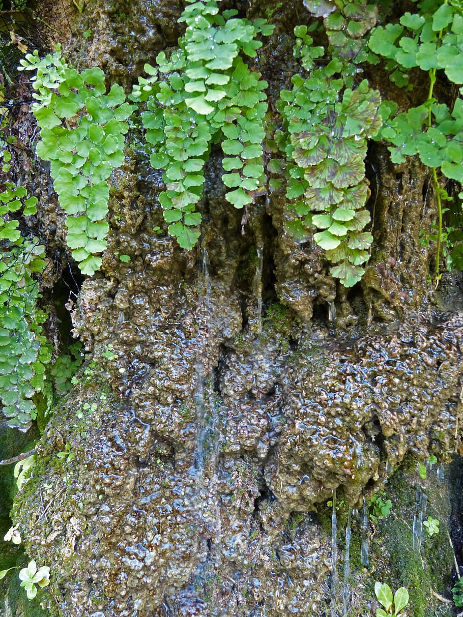 Source, Fern, Water, Moss, nature, tree trunk, growth, forest HD wallpaper