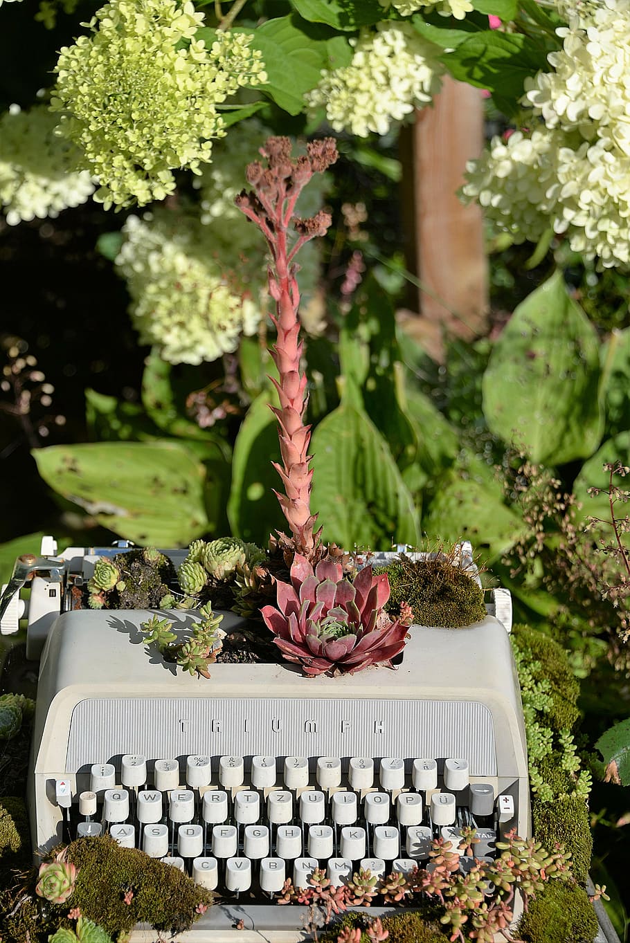 white typewriter machine and plants, planted, gartendeko, summer HD wallpaper
