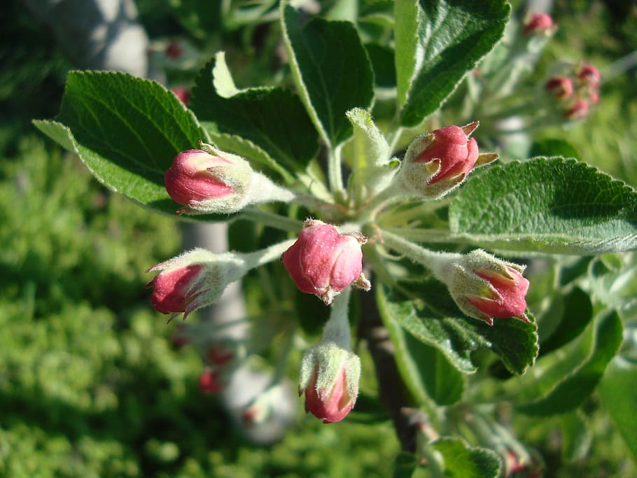 pear, blossom, bloom, fruit tree blossoming, spring, inflorescence HD wallpaper