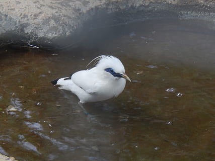 bird, water, conserve, leucopsar, starling, white, swim, jalak bali HD wallpaper