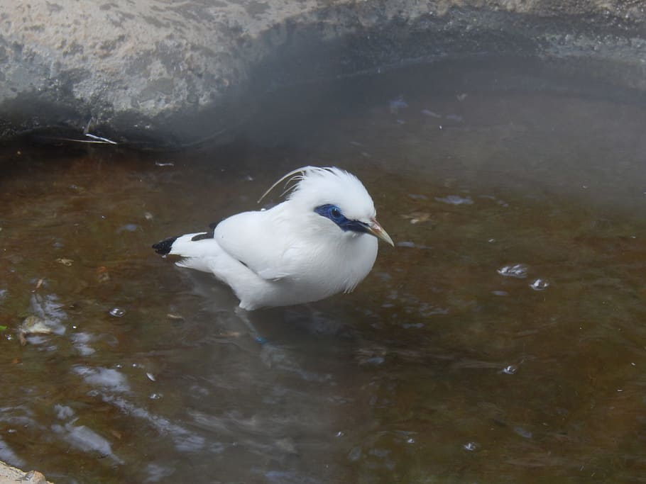 bird, water, conserve, leucopsar, starling, white, swim, jalak bali HD wallpaper