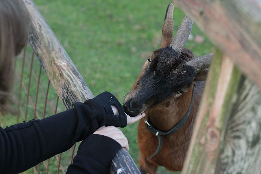 goat, feed, cute, fence, wildlife photography, eat, mammal HD wallpaper