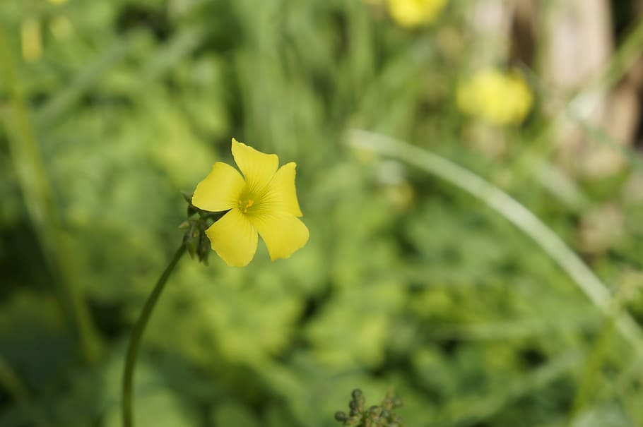 flower, bell, nature, flowering plant, fragility, vulnerability HD wallpaper