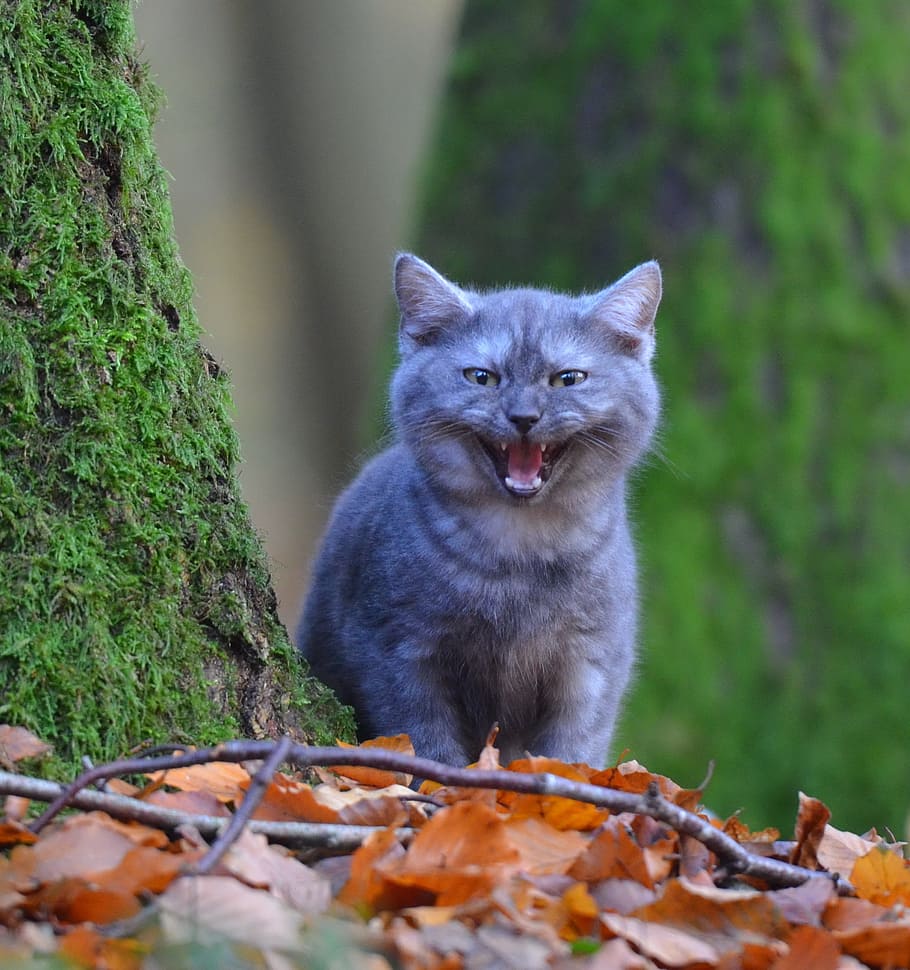 gray cat on brown leaves, young cat, tree, forest, moss, curious HD wallpaper