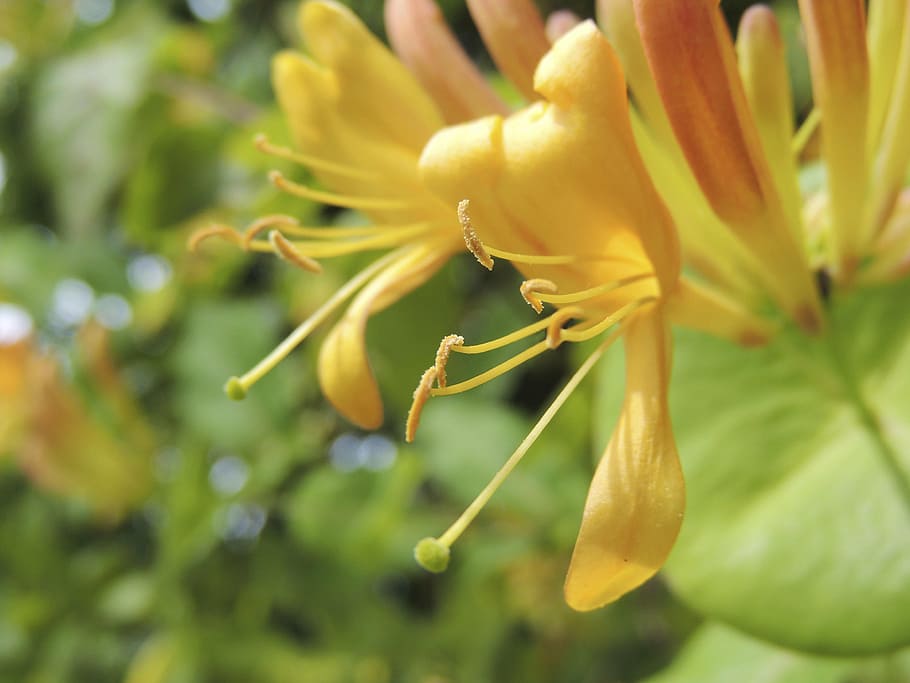 spring, blossom, bloom, yellow, orange, stamp, nectar, flower HD wallpaper