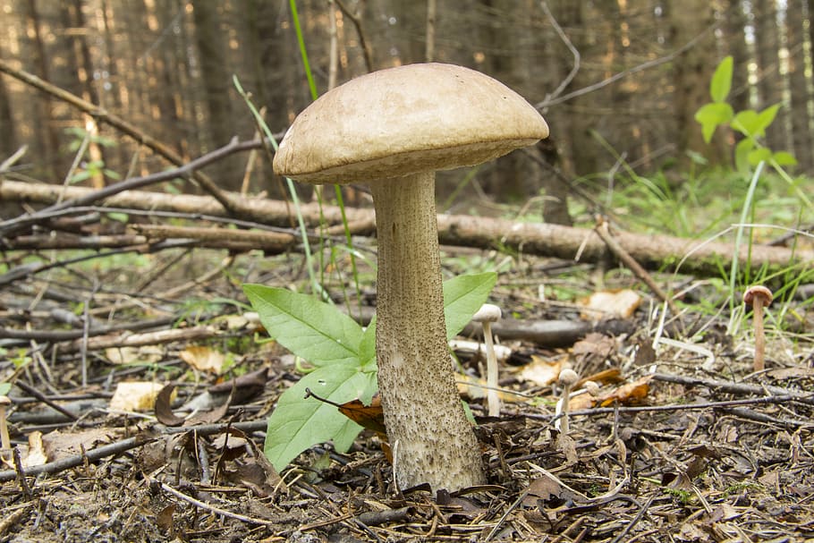rough boletus, mushroom, forest, autumn, fungus, vegetable, HD wallpaper