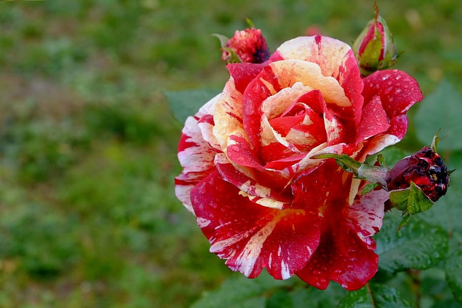 red-and-white rose flower macro photography, blossom, bloom HD wallpaper