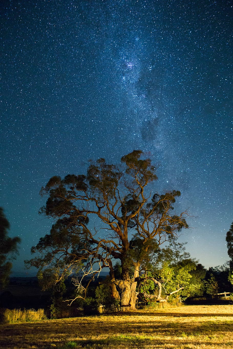 green leafed tree under starry skies, tree on grass field under night sky HD wallpaper