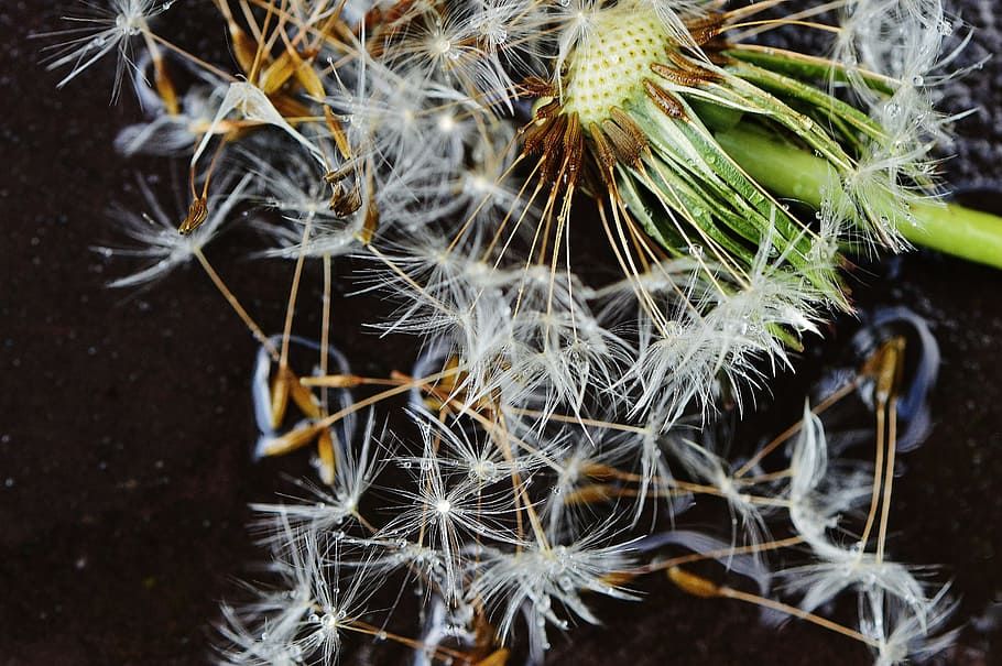 dandelion, plant, rain, drip, wet, nature, flower, close, pointed flower HD wallpaper