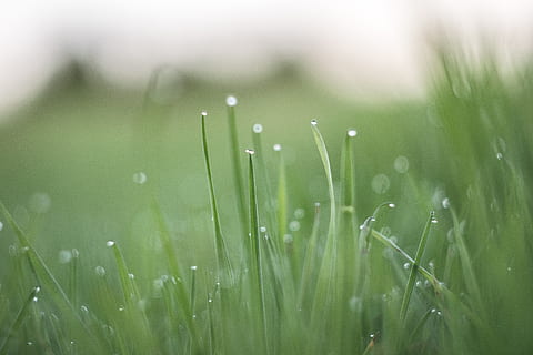 green tilt shift photography, grass, drops, blades, field, meadow HD wallpaper