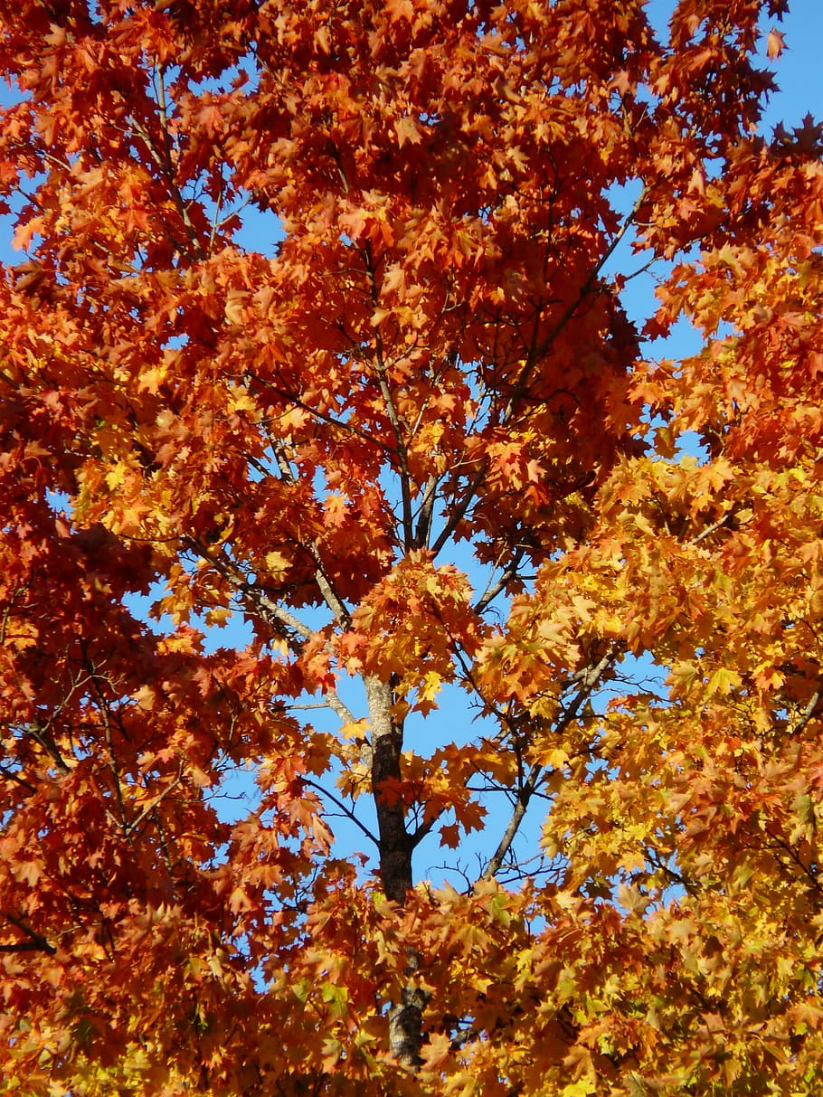 autumn forest, tree, maple, fall color, coloring, fall leaves HD wallpaper