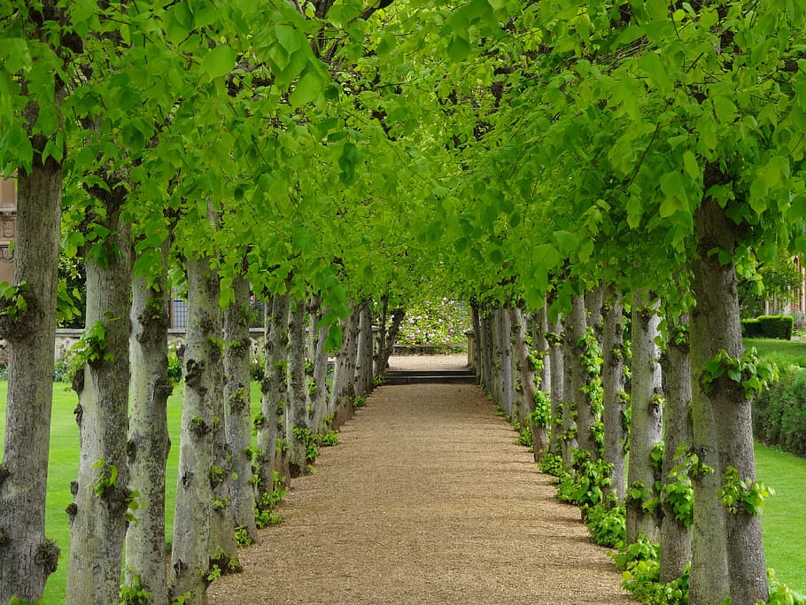 avenue of trees, lime trees, path between trees, perspective HD wallpaper