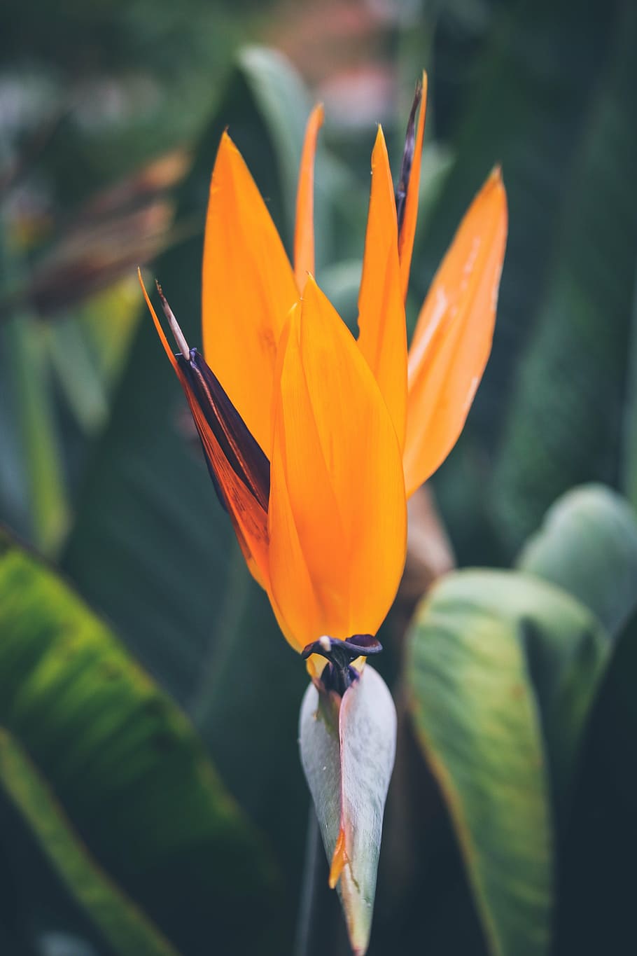 bloom, blooming, blossom, bright, close-up, color, delicate HD wallpaper