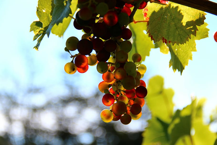 unpicked grape fruit, grapes, wine, back light, nature, agriculture HD wallpaper