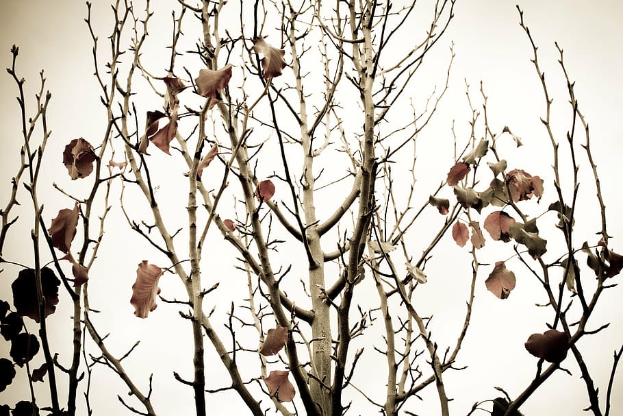 pear tree, branches, autumn, autumn leaves, winter tree, orchard HD wallpaper