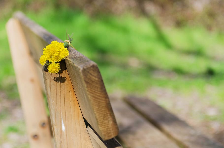 close up photo of yellow petaled flower and brown wooden bench