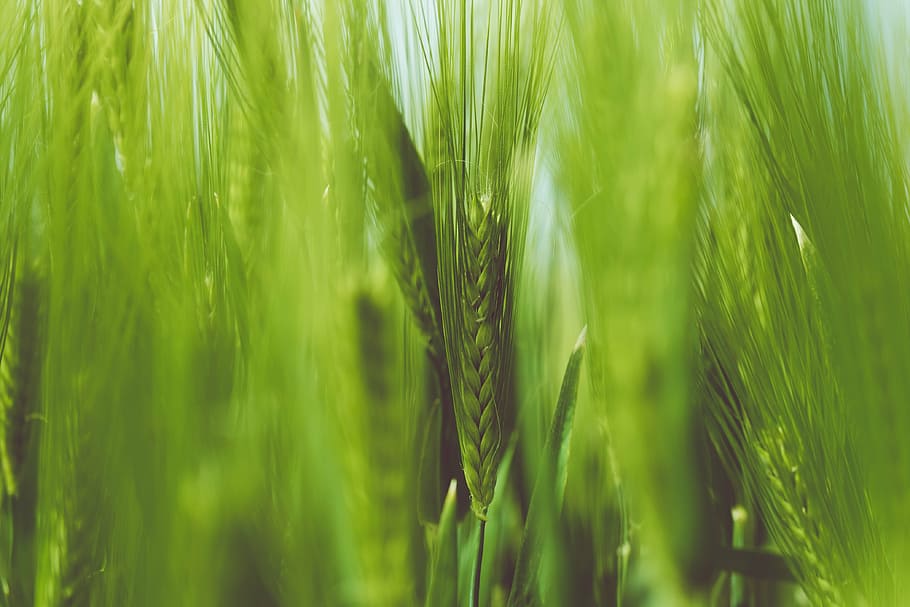 green wheat selective focus photography, leaf, plant, nature HD wallpaper
