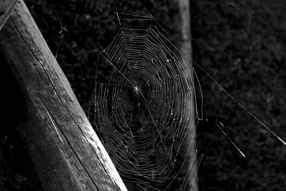cobweb, spin, close, nature, network, insect, threads, macro HD wallpaper