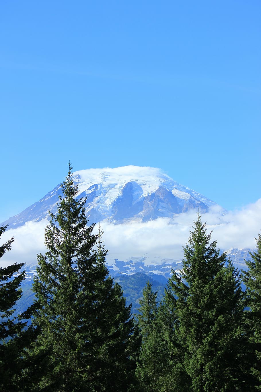 green pine trees and snow mountain range, mt, rainier, washington HD wallpaper